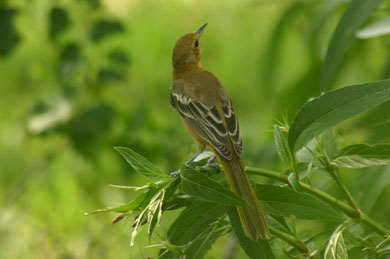 Oriole